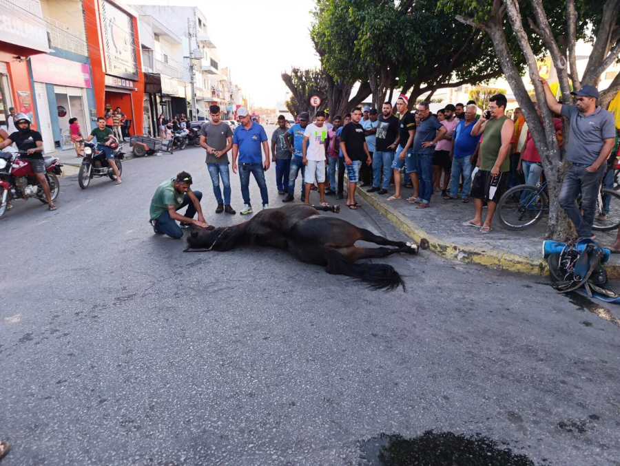 Cavalo morre após colisão com veiculo no centro de Filadélfia.